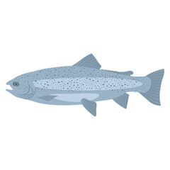 Rainbow trout fish on a white background