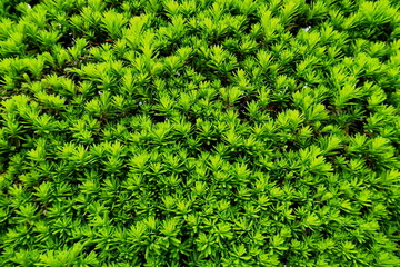 春のキャラボクの生垣