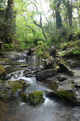 A stream in the East Wood Crackington Haven Cornwall