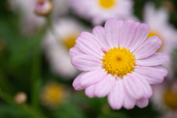 Fototapeta premium 薄いピンクのマーガレットの花のクローズアップ