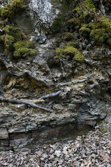 A textured surface within a woodland