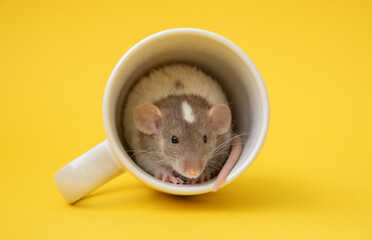 Cute little dumbo rat in a coffee cup