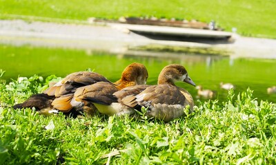 two Egyptian gooses are resting in the sun on a green lawn by the water