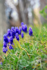Violet flowers growing on a slope in Poland