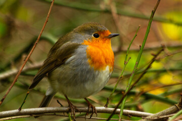 robin on a branch