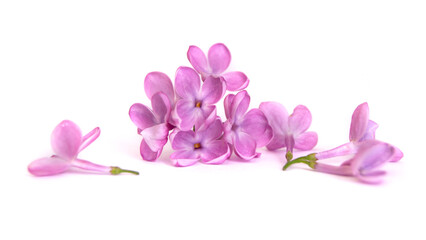 Naklejka na ściany i meble Lilac flowers isolated on a white background