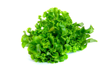 Fototapeta premium fresh green lettuce salad leaves isolated on white background