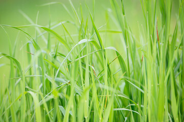 Sunlight is shining through the grassland, meadow in sunshine, farming in the coutryside, rural scene, spring and summer season 