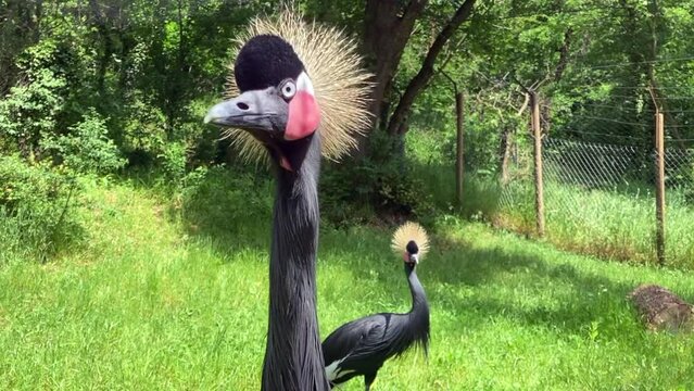 Grue couronn&eacute;
