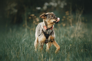 spring beautiful pictures of mongrel dogs