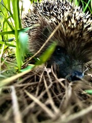 hedgehog in the forest
