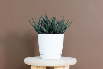 Home plant Haworthia in a modern white flower pot stands on a wooden pedestal on a brown background. House Gardening concept. Selective focus
