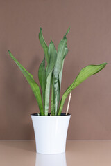 Home plant Sansevieria trifa in a modern white flower pot on a beige table on a brown background. House Gardening concept. Selective focus