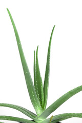 Home plant aloe vera close-up on a white background. Selective focus. The concept of minimalism. Medicinal useful plant