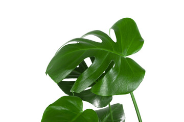 Beautiful monstera leaves or Swiss Cheese plant on a white background. Monstera in a modern interior. Minimalism concept. Copy space, selective focus