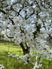 blooming tree