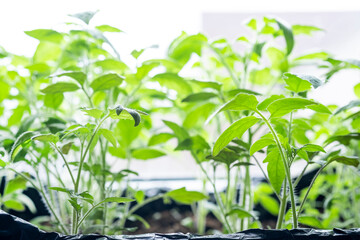 Tomato growing. Seedlings on the windowsill