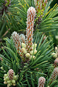 Detail of flowers of the dwarf pine with pollen and pine needles