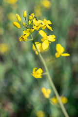 Fleur de colza en fleur infesté par des méligèthes