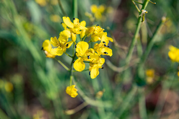 Fleur de colza en fleur infesté par des méligèthes