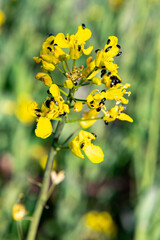 Fleur de colza en fleur infesté par des méligèthes