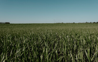 Empty Green Grass Lawn Field Meadow. Blue Sky on Background. Sunny Day Summer Weather. Straight Horizon Line.