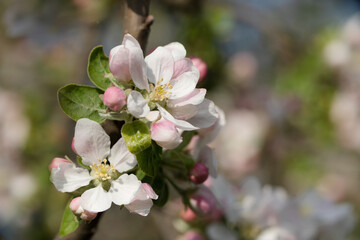 Blooming pink small spring flowers