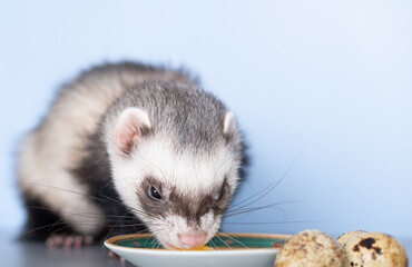 A domestic ferret eats a quail egg. With porcelain dishes. Animal color - standard.