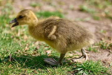 Newborn gosling on the waterfront