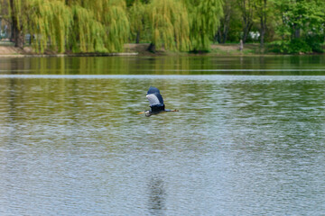Heron flying over a lake 