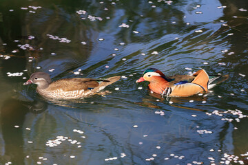 A pair of mandarin ducks slowly moving between flower rafts