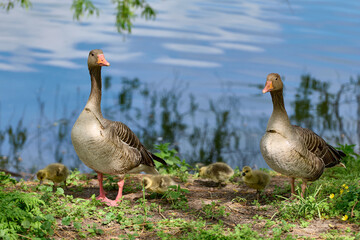 Newborn goslings and geese on the waterfront