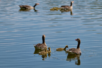Newborn goslings and geese on the lake