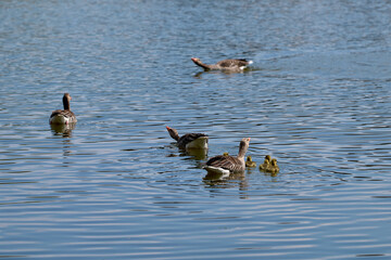 Newborn goslings and geese on the lake