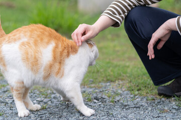 猫を撫でる　茶白猫