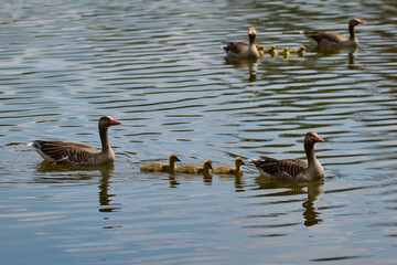 Newborn goslings and geese on the lake