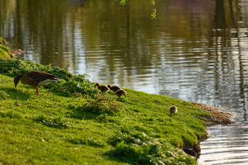 Newborn goslings on the waterfront during sunset