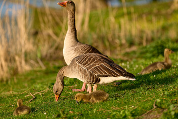 Newborn goslings and geese on the waterfront during sunset