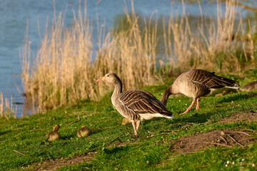 Newborn goslings and geese on the waterfront during sunset