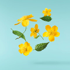 A beautiful image of sping yellow flowers flying in the air isolated on blue background.