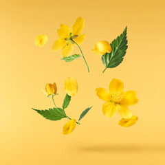 A beautiful image of sping yellow flowers flying in the air on the pastel yellow background