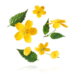 A beautiful image of sping yellow flowers flying in the air isolated on white background.