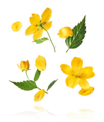 A beautiful image of sping yellow flowers flying in the air isolated on white background.