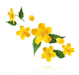 A beautiful image of sping yellow flowers flying in the air isolated on white background.