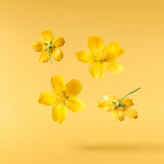 A beautiful image of sping yellow flowers flying in the air on the pastel yellow background