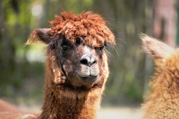 close up of a white alpaca