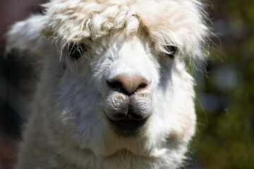 close up of a white alpaca