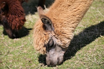 a pair of sheep in a field