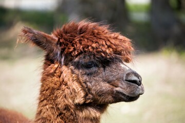Obraz premium alpaca in the zoo