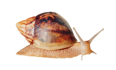 Big Giant African snail isolated on white background with clipping path. Achatina immaculata helix. cosmetics and body care concept. skin rejuvenation cosmetics